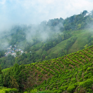 Darjeeling_Teegarten2_k